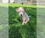 Small Photo #1 Australian Stumpy Tail Cattle Dog Puppy For Sale in SPRINGFIELD, MO, USA