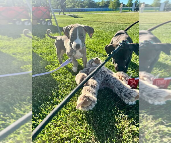 Medium Photo #3 American Pit Bull Terrier-Unknown Mix Puppy For Sale in Germantown, OH, USA