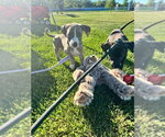 Small #2 American Pit Bull Terrier Mix
