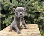 Small #1 French Bulldog