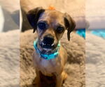 Small #1 Puggle
