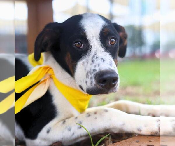 Medium Photo #1 Mutt Puppy For Sale in San Antonio, TX, USA