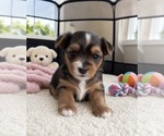 Puppy Vision Morkie