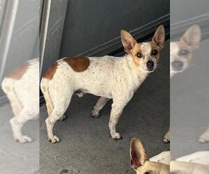 Chihuahua Dogs for adoption in Stockton, CA, USA