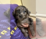 Small #1 F2 Aussiedoodle
