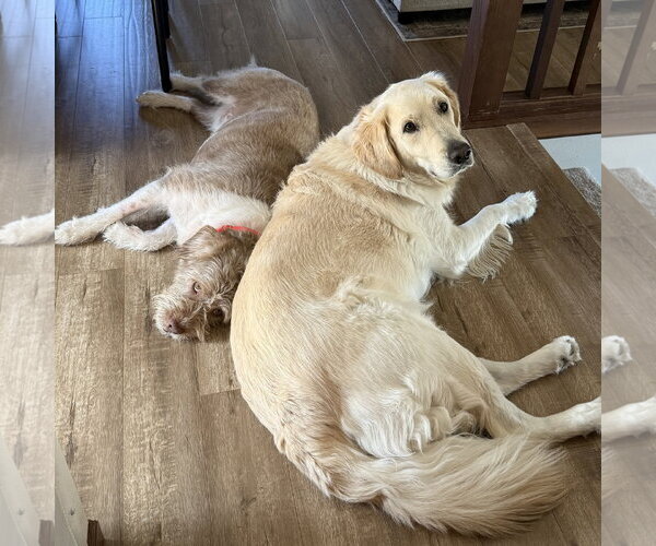 Medium Photo #9 Mutt Puppy For Sale in Fargo, ND, USA