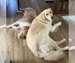 Small Photo #9 Mutt Puppy For Sale in Fargo, ND, USA