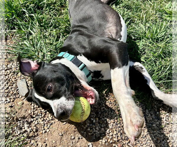 Medium Photo #5 American Pit Bull Terrier-Unknown Mix Puppy For Sale in Jefferson, WI, USA