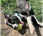 Small #4 American Pit Bull Terrier Mix