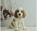 Small Photo #1 Cocker Spaniel Puppy For Sale in WARSAW, IN, USA