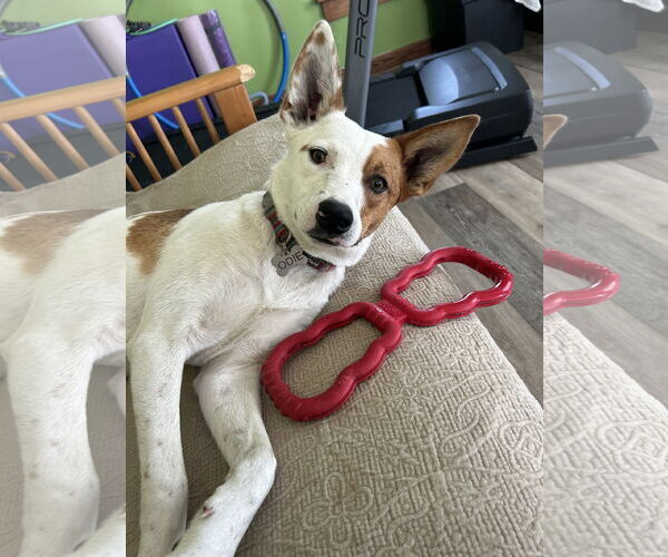 Medium Photo #1 Mutt Puppy For Sale in Estherville, IA, USA