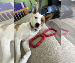 Mutt Dogs for adoption in Estherville, IA, USA