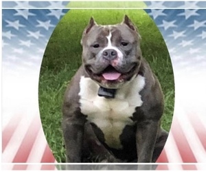 Father of the American Bully puppies born on 01/18/2023