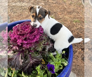 Jack Russell Terrier Puppy for sale in NASHVILLE, NC, USA