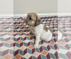 French Bulldog Puppy for sale in CHARLESTON, SC, USA