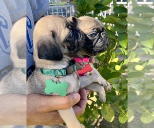 Pug Puppy for sale in SAN BERNARDINO, CA, USA