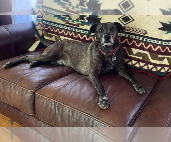 Medium Photo #2 Mountain Cur-Unknown Mix Puppy For Sale in Alexander, AR, USA