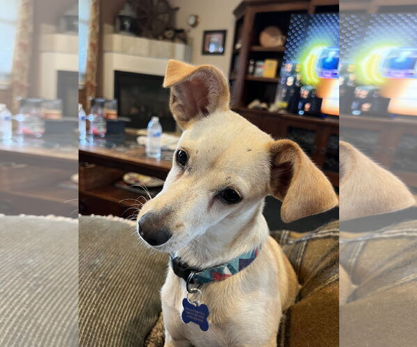 Medium Photo #1 Chiweenie Puppy For Sale in Bellevue, WA, USA