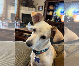 Chiweenie Dogs for adoption in Bellevue, WA, USA
