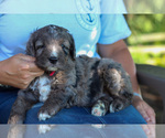 Small Photo #1 Bernedoodle Puppy For Sale in BERLIN, NJ, USA