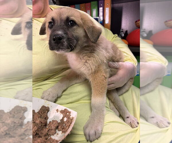 Medium Photo #2 Mutt Puppy For Sale in New York, NY, USA