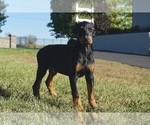 Small #7 Doberman Pinscher