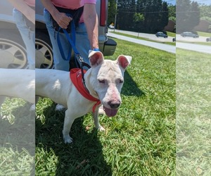 Bull Terrier-Unknown Mix Dogs for adoption in Rustburg, VA, USA