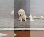 Small Photo #19 English Cream Golden Retriever Puppy For Sale in DELTONA, FL, USA