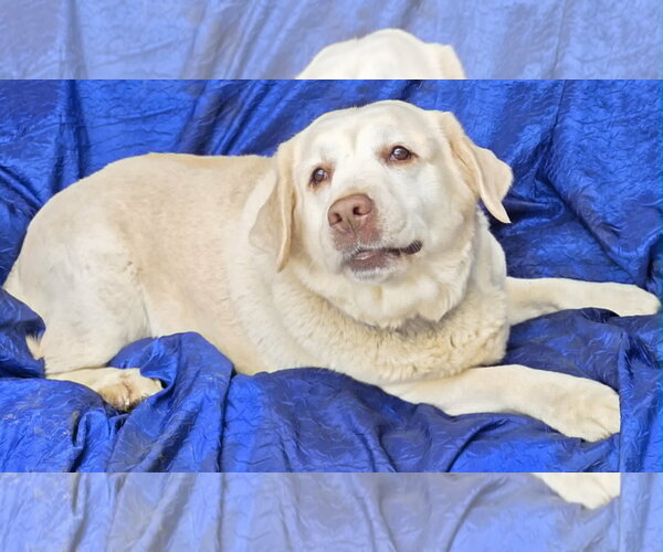 Medium Photo #2 Mutt Puppy For Sale in Cuba, NY, USA