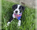 Small #2 Bearded Collie Mix