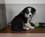 Small Photo #1 Australian Shepherd Puppy For Sale in MIFFLINBURG, PA, USA