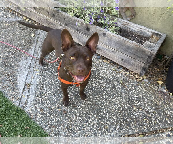 Medium Photo #3 American French Bull Terrier Puppy For Sale in Berkeley, CA, USA