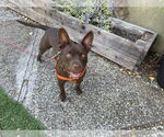 Small #2 American French Bull Terrier