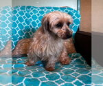Small #1 Mutt