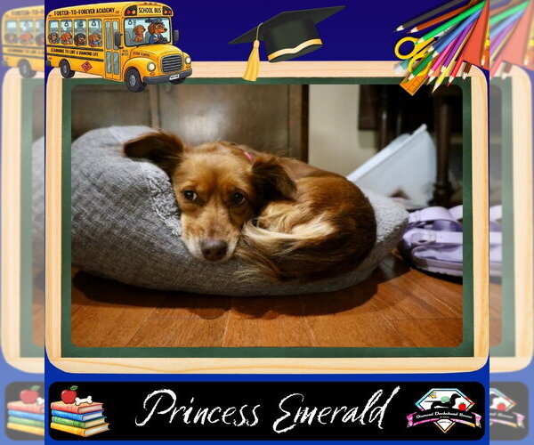 Medium Photo #7 Chiweenie Puppy For Sale in San Antonio, TX, USA