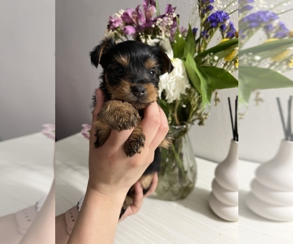 Medium Photo #1 Yorkshire Terrier Puppy For Sale in MANHATTAN, NY, USA