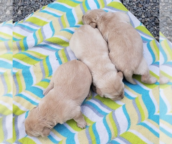 Medium Photo #23 Labrador Retriever Puppy For Sale in OLYMPIA, WA, USA