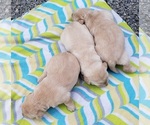 Small #21 Labrador Retriever