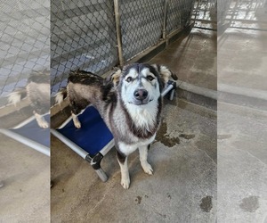 Alaskan Malamute-Unknown Mix Dogs for adoption in El Centro, CA, USA