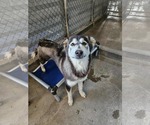 Small Alaskan Malamute Mix