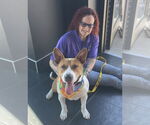 Small #1 Bull Terrier Mix