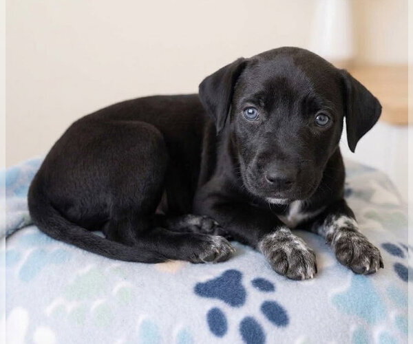 Medium Photo #1 Labrador Retriever-Unknown Mix Puppy For Sale in Grovertown, IN, USA