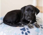 Jet - Male Labrador Retriever-Unknown Mix Dog for Adoption - Small photo