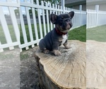 Small Photo #2 French Bulldog Puppy For Sale in WATAUGA, TX, USA
