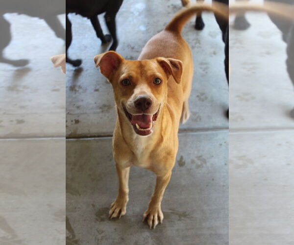 Medium Photo #1 Chihuahua-Unknown Mix Puppy For Sale in El Centro, CA, USA