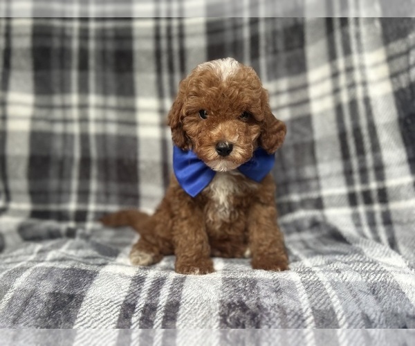 Medium Photo #3 Cavapoo Puppy For Sale in LAKELAND, FL, USA