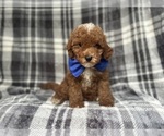 Small #2 Cavapoo