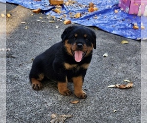 Rottweiler Puppy for sale in ALBION, MI, USA