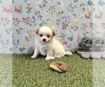 Small #10 Chihuahua