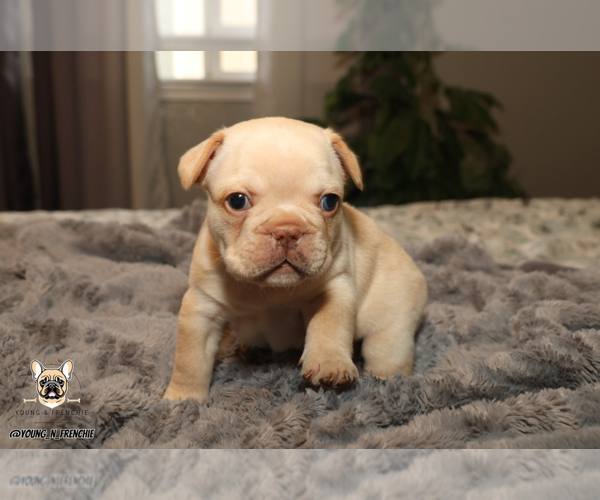 Medium Photo #2 French Bulldog Puppy For Sale in SACRAMENTO, CA, USA